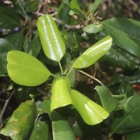 Manilkara hexandra (Roxb.) Dubard